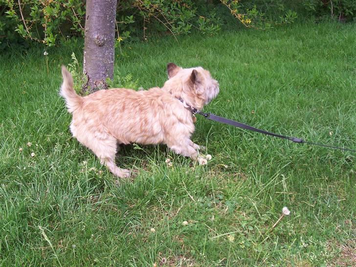 Cairn terrier Rollo - lidt sjovt billed hehe billede 4