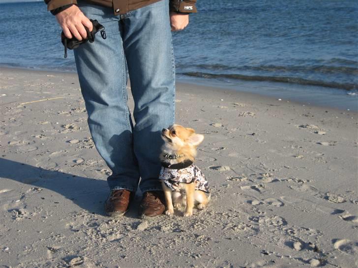 Chihuahua Zipper R.I.P. billede 2