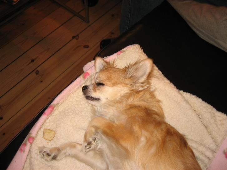 Chihuahua Zipper R.I.P. billede 3