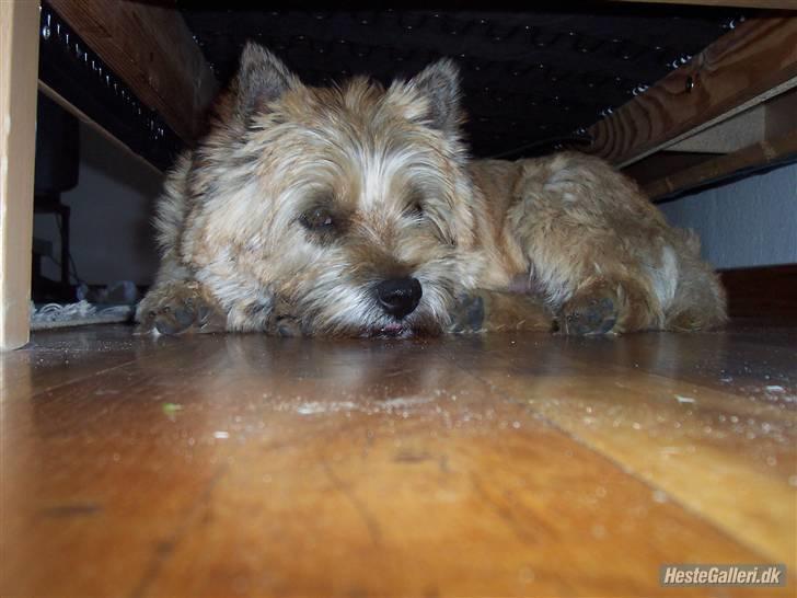 Cairn terrier Rollo - jeg vil ikk forstyrres!!! hehe billede 6