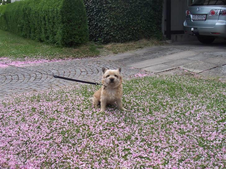 Cairn terrier Rollo - Rollo<3I love you<3 billede 7