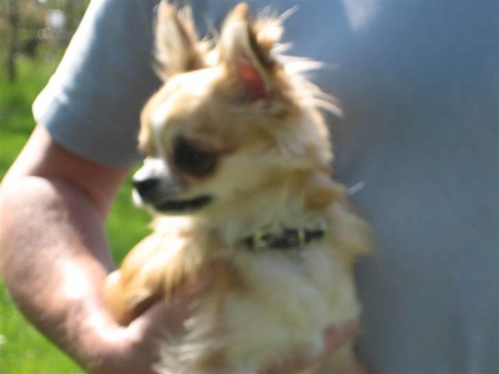 Chihuahua Zipper R.I.P. billede 4