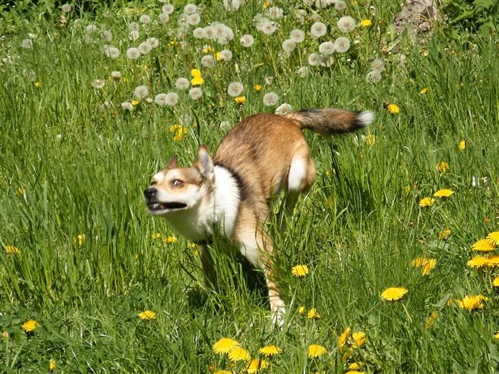 Norsk lundehund Løvheims Forseti / Fossi 4.3.05 - 13.1.14 - 11.5.2008 billede 18