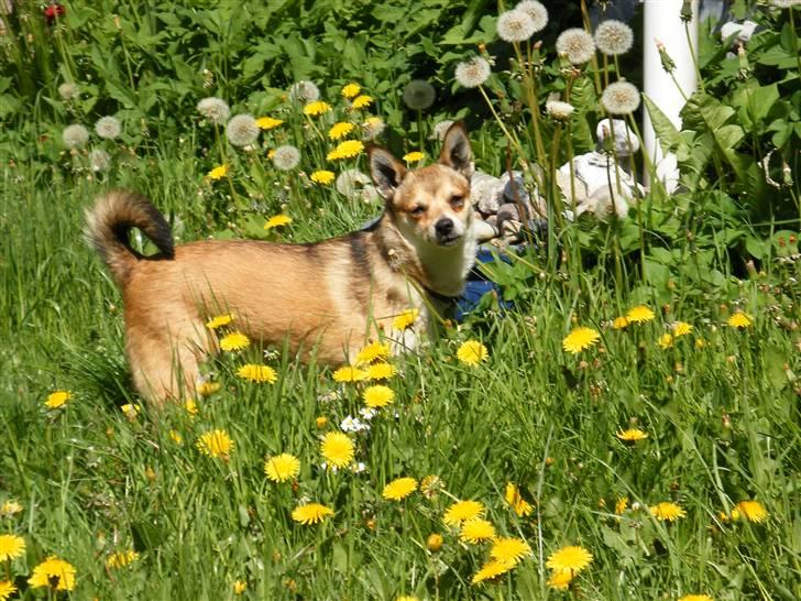 Norsk lundehund Heldager's Liv - 11.5.2008 billede 17