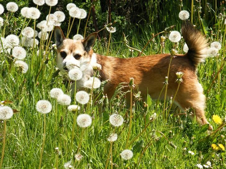 Norsk lundehund Stella (22.4.1997- 3.1.2012) - 11.5.2008 billede 18