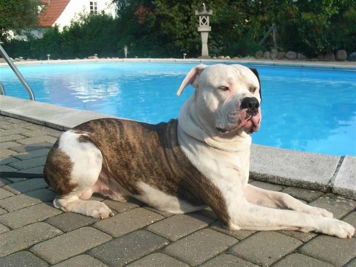 Amerikansk bulldog harley - livet er jo dejligt,,,her hos mig billede 6