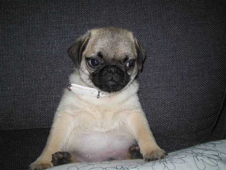 Mops Oscar billede 1