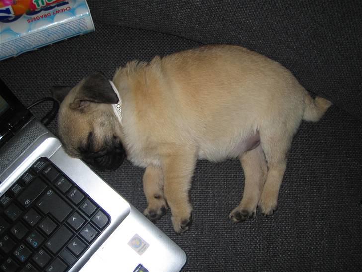 Mops Oscar billede 2