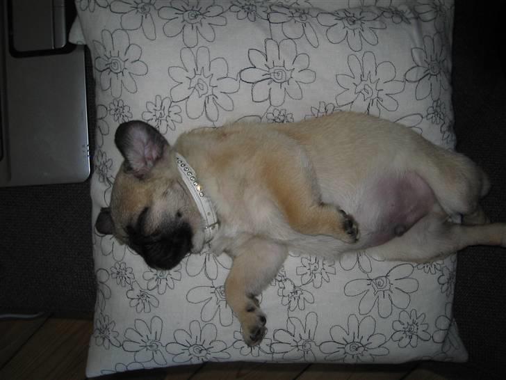 Mops Oscar billede 3