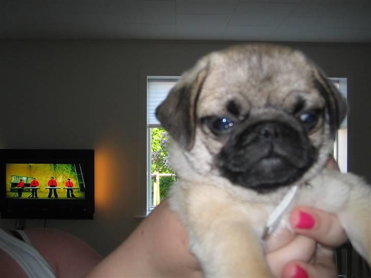 Mops Oscar billede 4