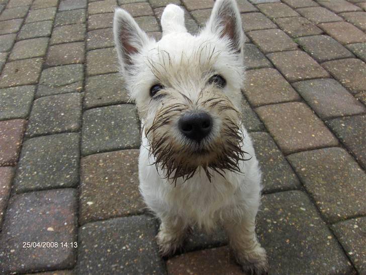 West highland white terrier KIKI - " - er der mere der skal graves op hva´-hva´-hva?" billede 11