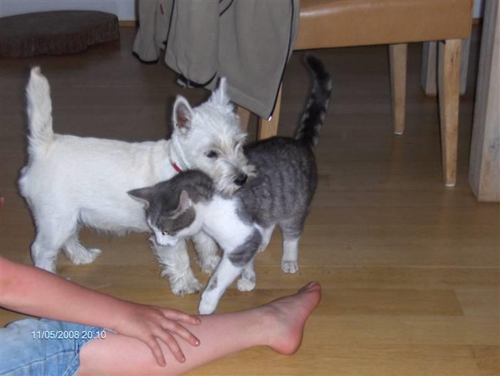 West highland white terrier KIKI - prøver at komme i gang med en leg med katten - men katten gider ikke rigtig :-) billede 12