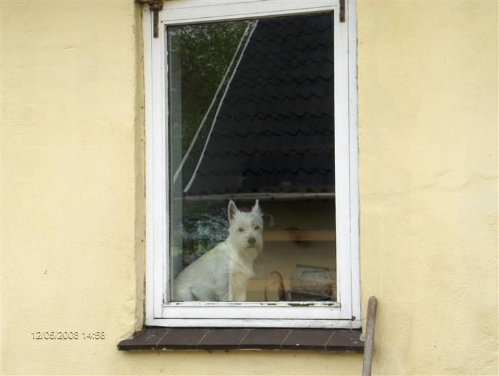West highland white terrier KIKI - "jeg ved hvem der kommer, og hvem der forlader huset" billede 13