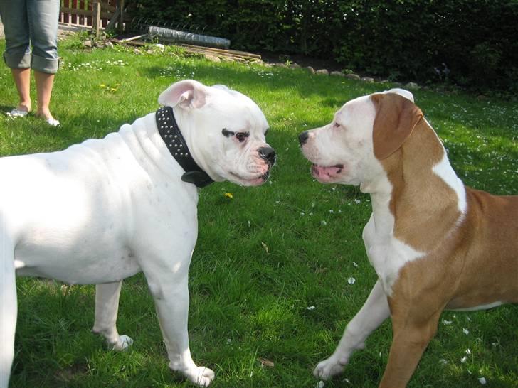 Amerikansk bulldog JAB´S Stanley the monster - stanley og anna billede 6