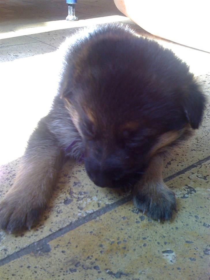 Schæferhund Jessie - JESSIE . billede 1