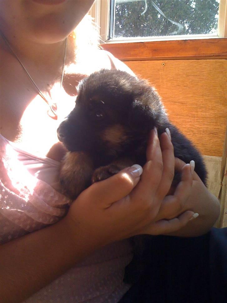 Schæferhund Jessie - lillebitte pus ;)<3 billede 2