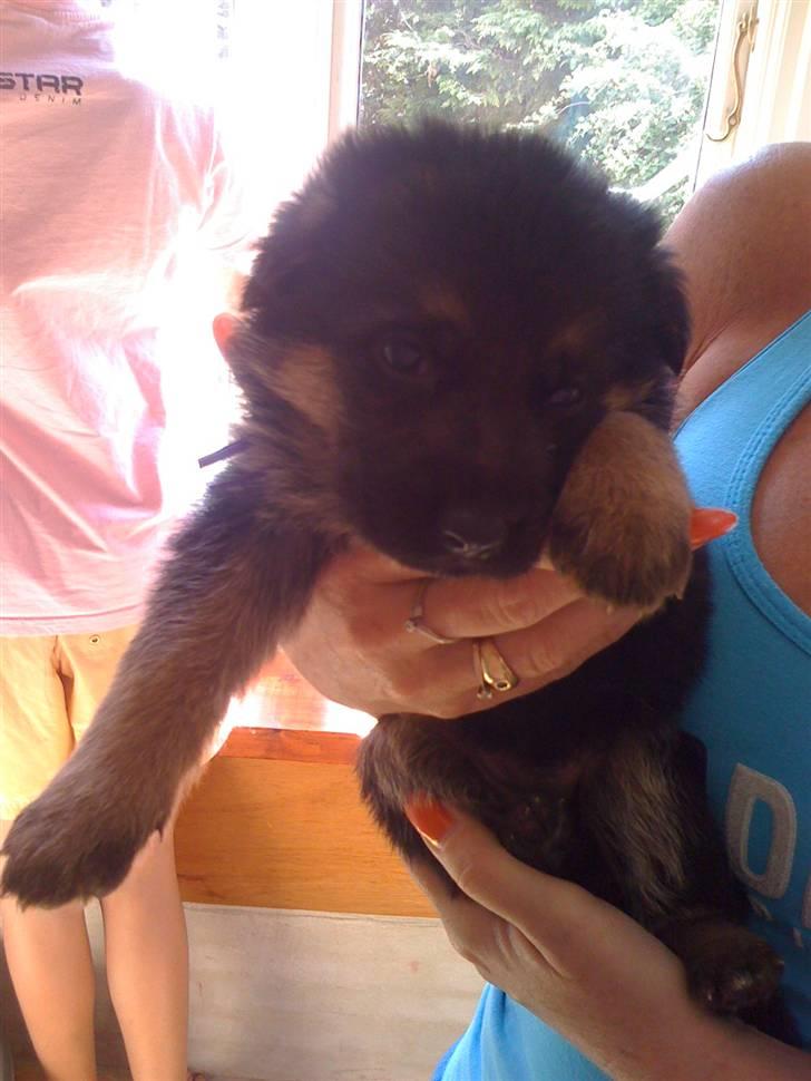 Schæferhund Jessie billede 3