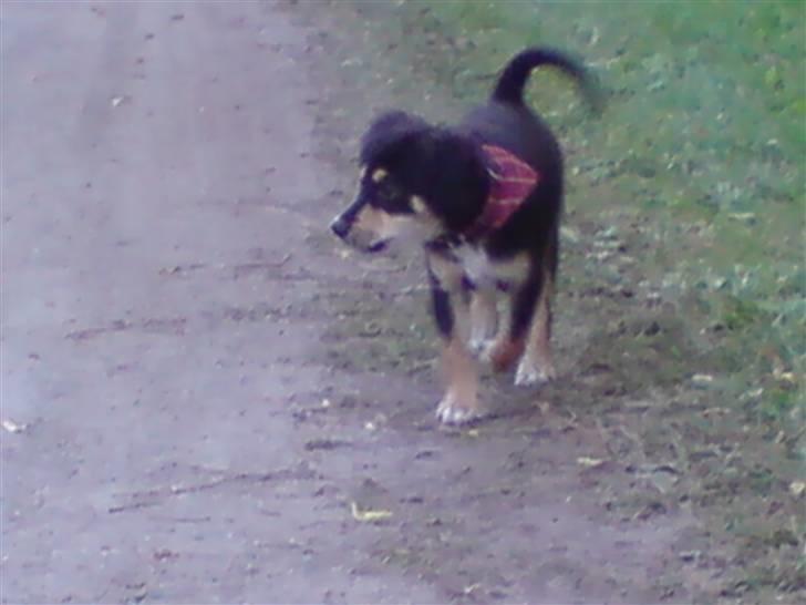 Blanding af racer Vaks billede 4