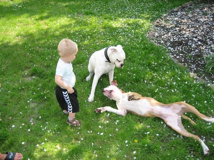 Amerikansk bulldog JAB´S Stanley the monster billede 7