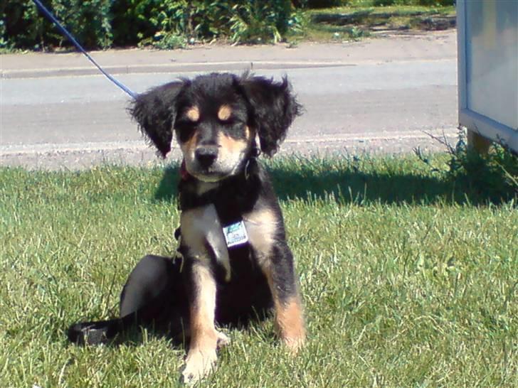 Blanding af racer Vaks billede 5