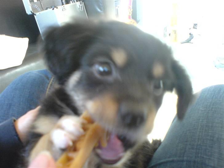 Blanding af racer Vaks billede 6