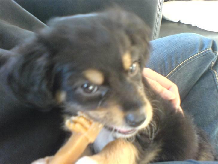 Blanding af racer Vaks billede 7