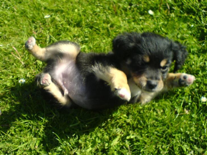 Blanding af racer Vaks billede 8