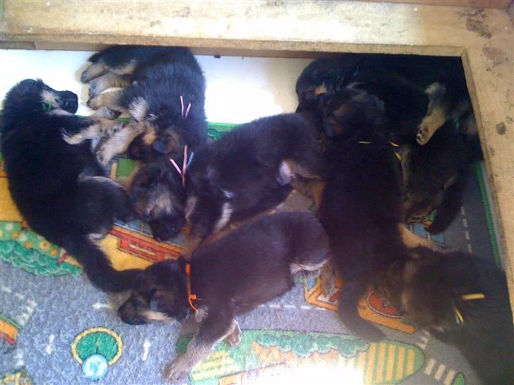 Schæferhund Jessie - Jessie med søstre og brødre <3 billede 5