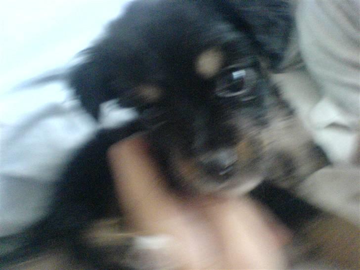 Blanding af racer Vaks billede 9