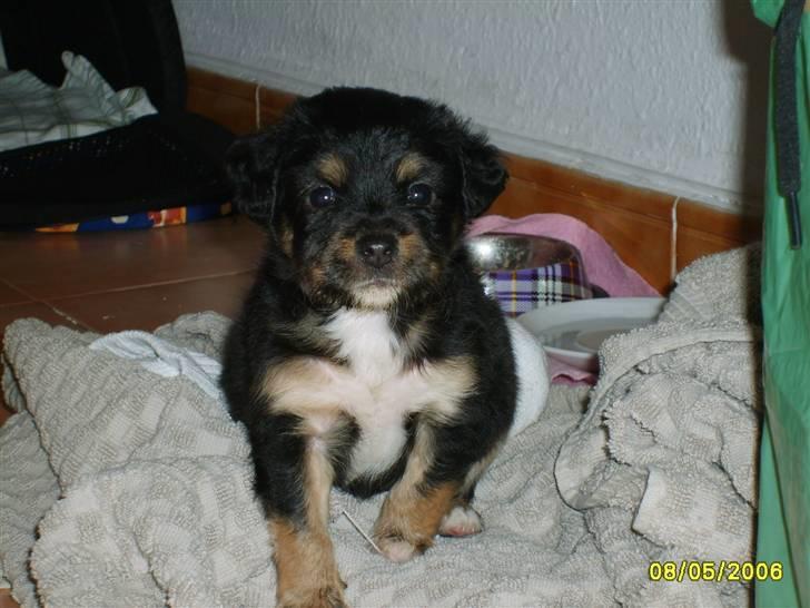 Blanding af racer Vaks billede 10