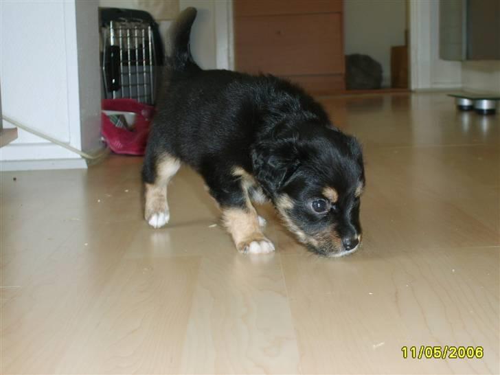 Blanding af racer Vaks billede 11