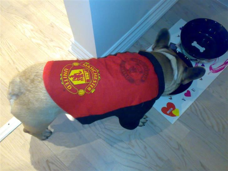 Fransk bulldog Kento billede 20