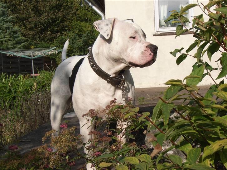 Amerikansk bulldog sheila - dejligt med en slapper i solen billede 1