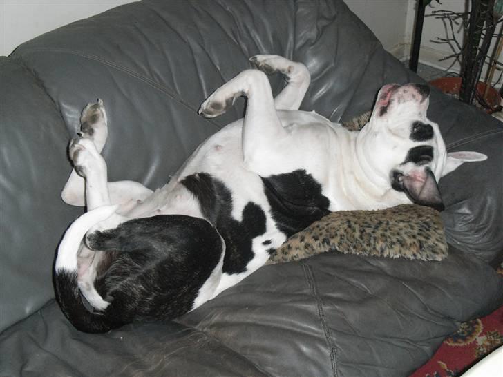 Amerikansk bulldog sheila - jeg er en rigtig sofahund billede 2