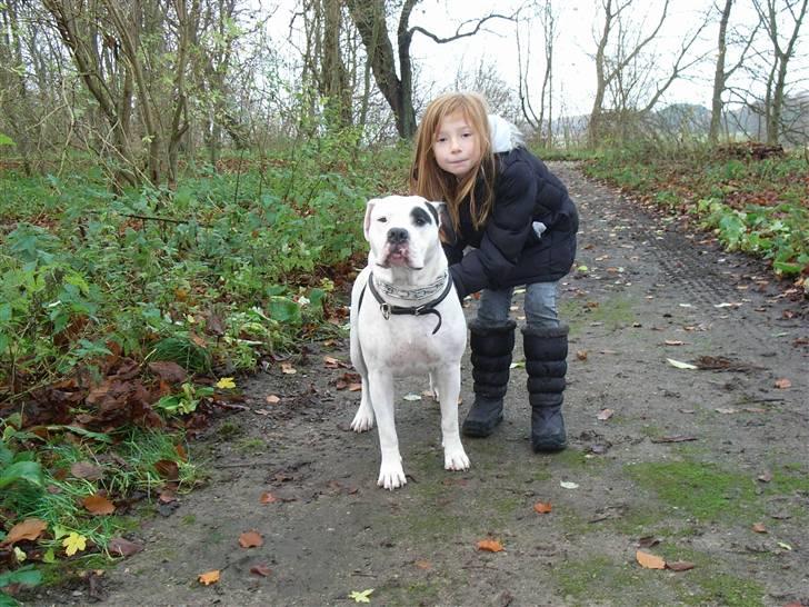 Amerikansk bulldog sheila - hyggetur i skoven med thea billede 3