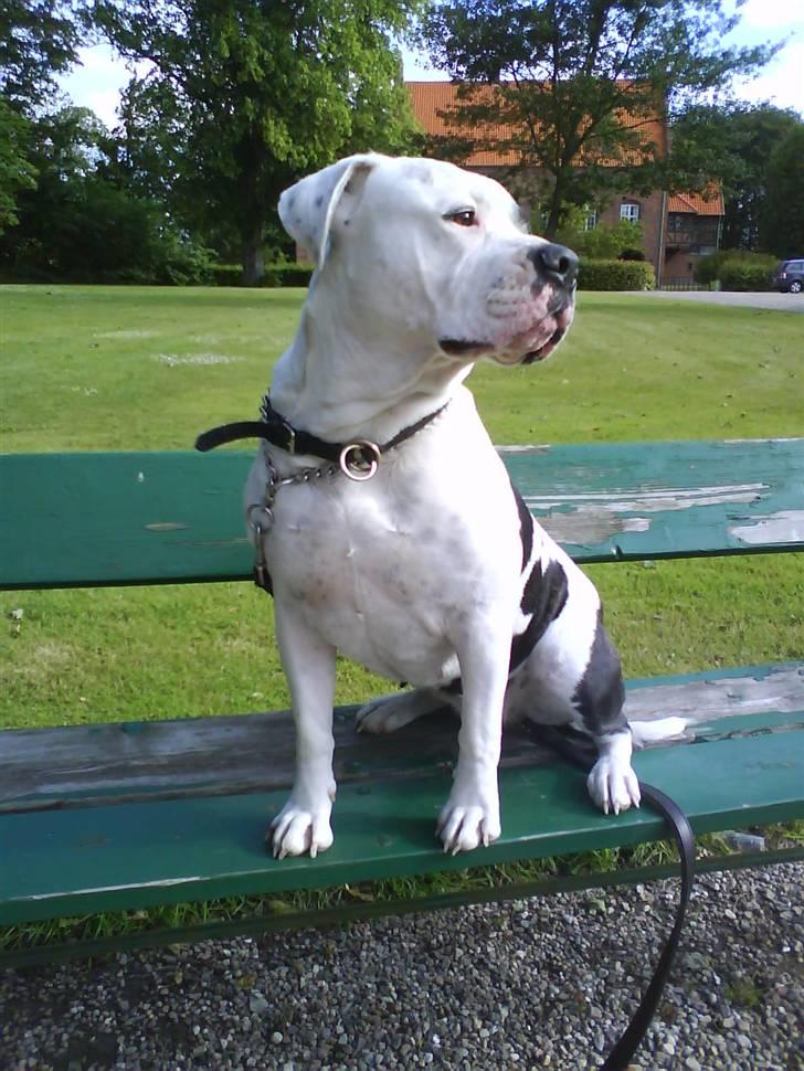 Amerikansk bulldog sheila - slapper af i solen på min egen bænk i parken billede 4