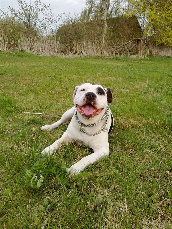 Amerikansk bulldog sheila - lækkert vejr tid til en slapper billede 5