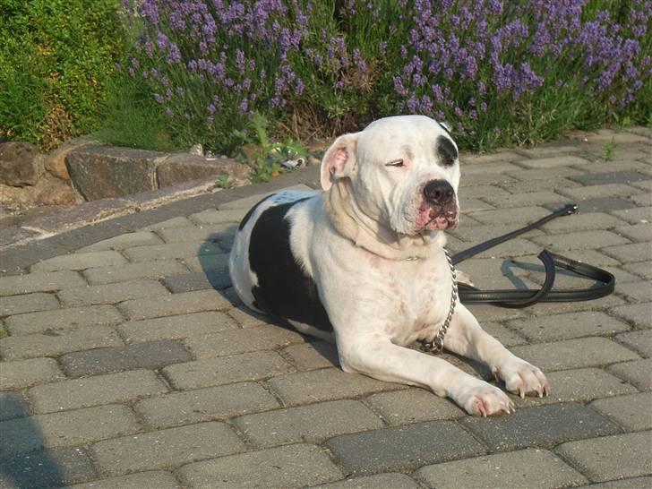 Amerikansk bulldog sheila - vil i have en rosin billede 6
