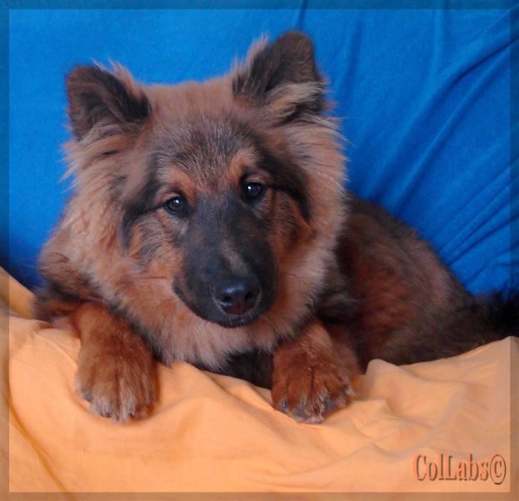 Blanding af racer Mikkel - Mikkel, maj 08 billede 18