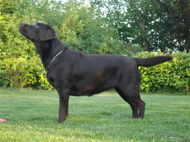 Labrador retriever Cocio billede 19