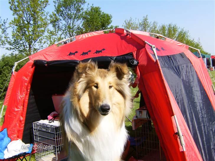 Collie langhåret Tonnie - Tonnie  på Pinseskue d. 12/5-08. billede 17