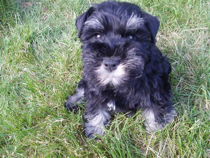 Dvaergschnauzer Tais De Fionia - Jeg ser lige det hele an... billede 1