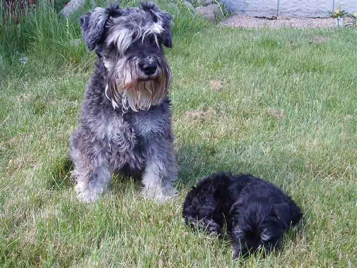 Dvaergschnauzer Tais De Fionia - Min kære storebror passer heldigvis godt på mig. billede 2