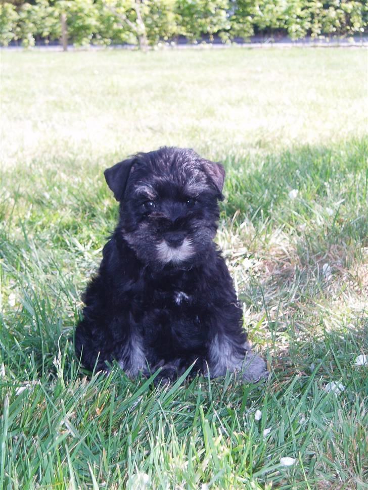 Dvaergschnauzer Tais De Fionia - Jeg er da sød ikk??? billede 3