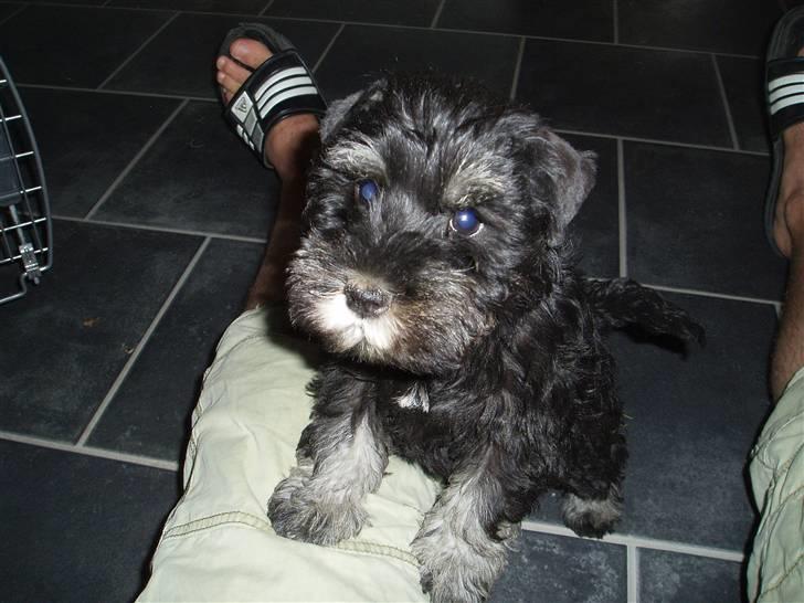 Dvaergschnauzer Tais De Fionia - Må jeg godt få en hundekiks nu??? billede 4