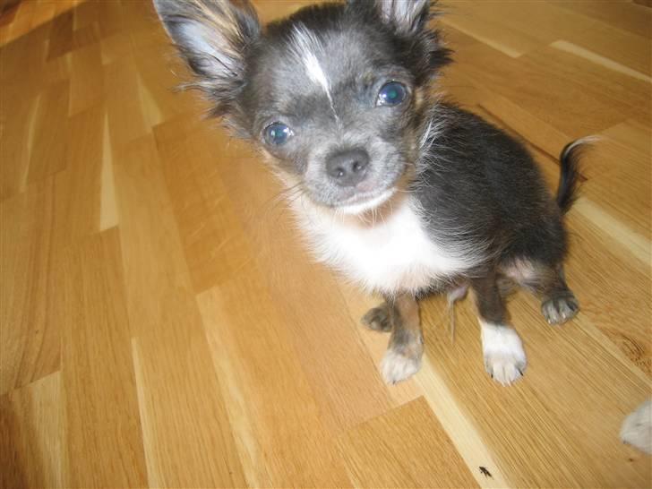 Chihuahua Don Diego De La Vega billede 8