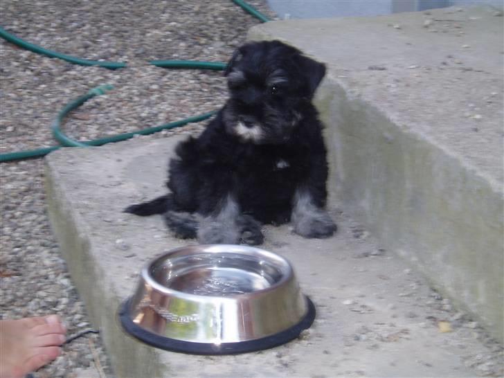 Dvaergschnauzer Tais De Fionia - Det er varmt at være schnauzer i dag... billede 5