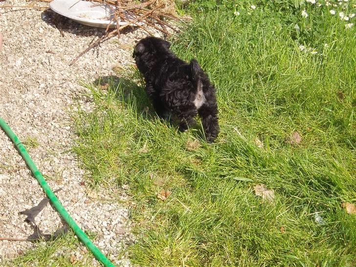 Dvaergschnauzer Tais De Fionia - Når enden er god... billede 6