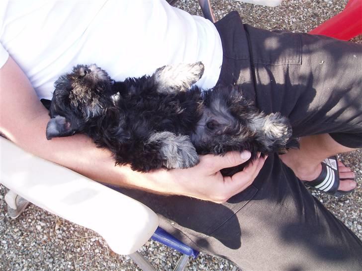 Dvaergschnauzer Tais De Fionia - En RIGTIG schnauzer :-) billede 7