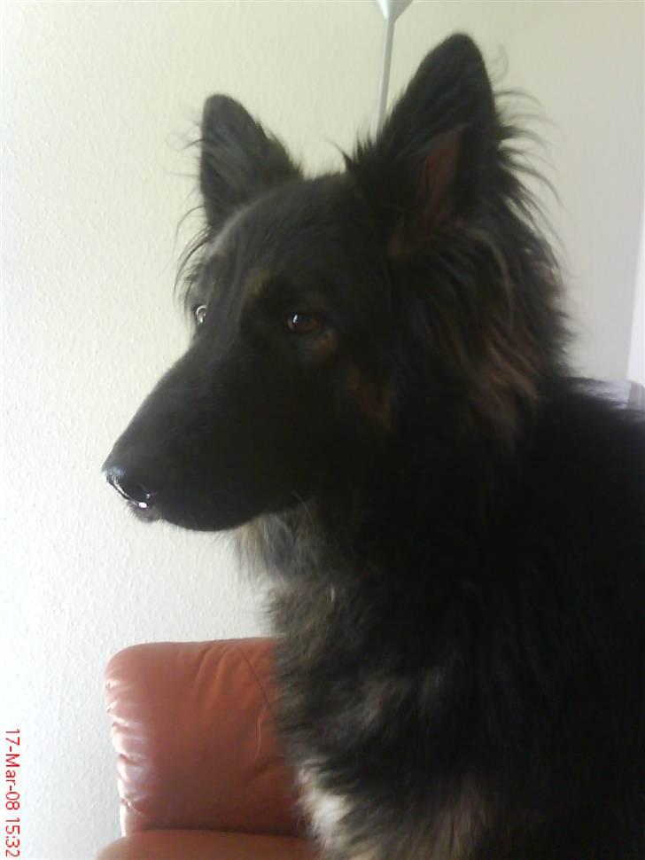 Schæferhund Balto R.I.P 23/6 2009 - mor syns rigtig godt om dette billede... billede 15